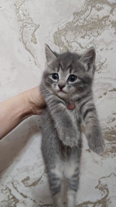 котята, мама пританка