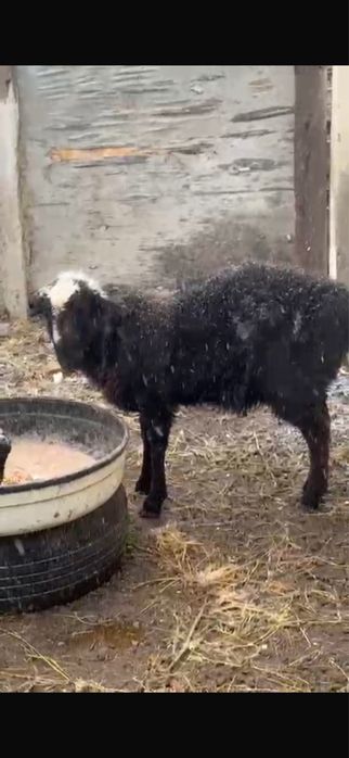 Қойлар сатылады