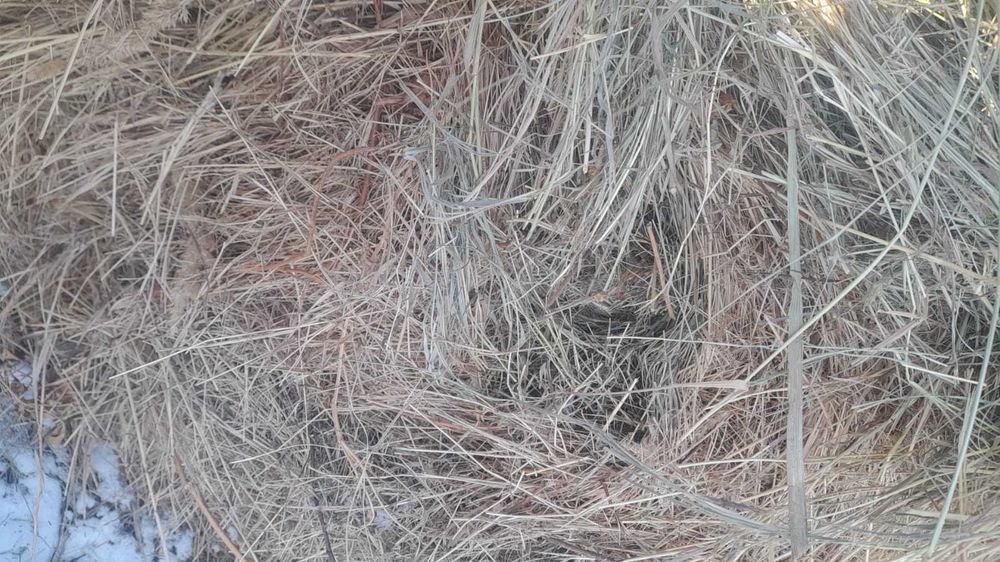 Продам сено в рулонах