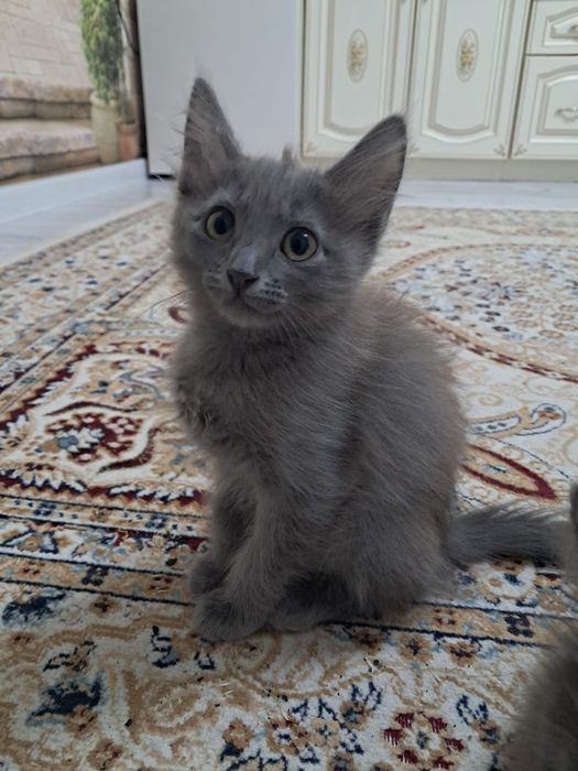 Котята,котята,котята