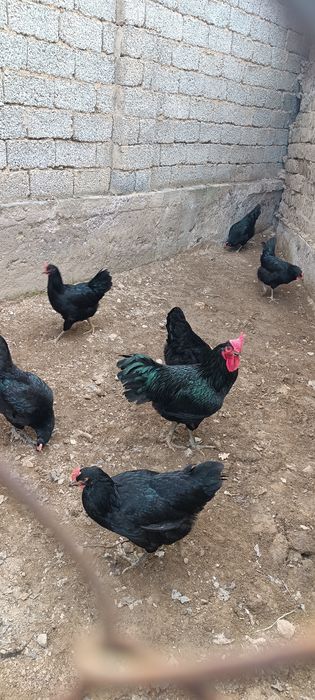 Кора Шахзода тухум ва жожалари бор