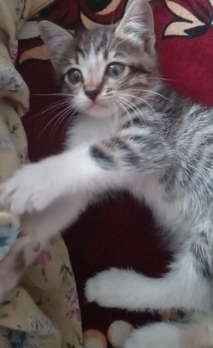 котёнка отдам добрые руки