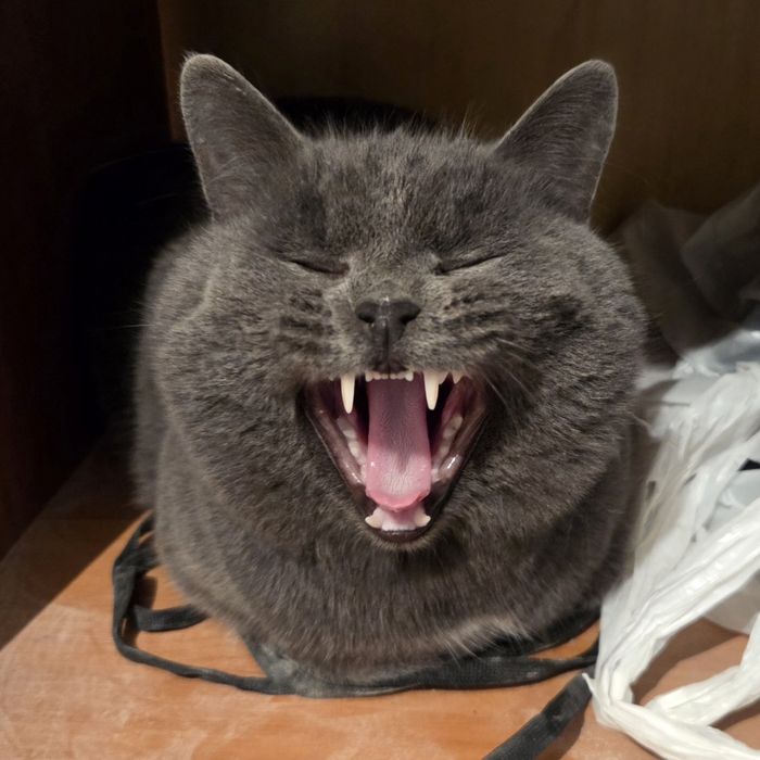 отдам кошку хорошие руки