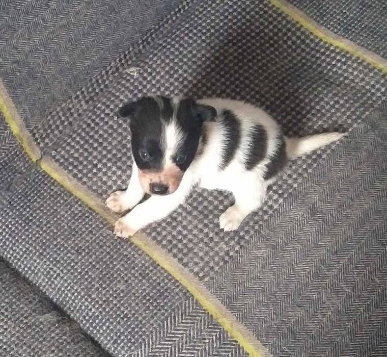 Кобельки в добрые руки