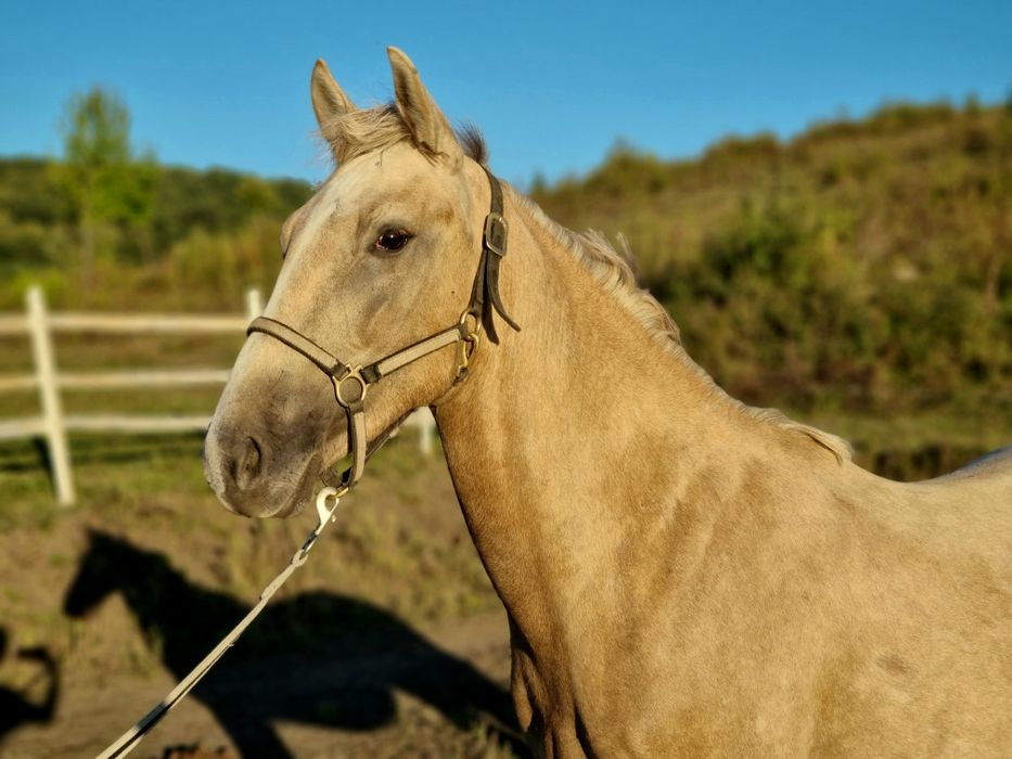 Vând metis andaluz (echitatie, agrement)