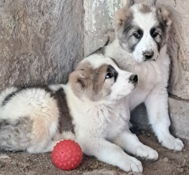 Алабай щенки продаётся