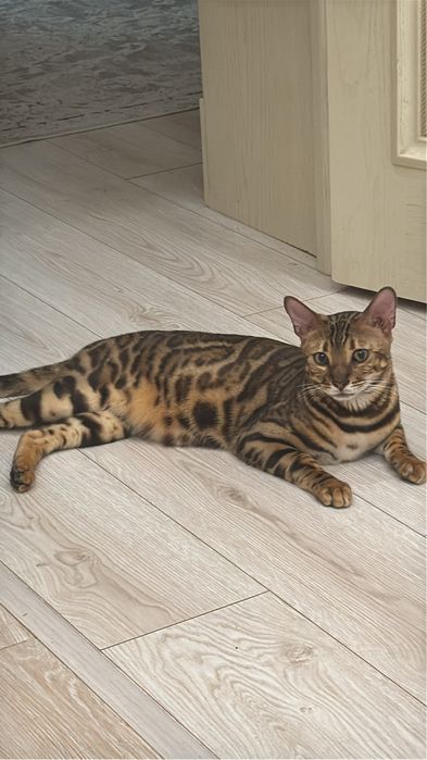 Продам кота бенгал