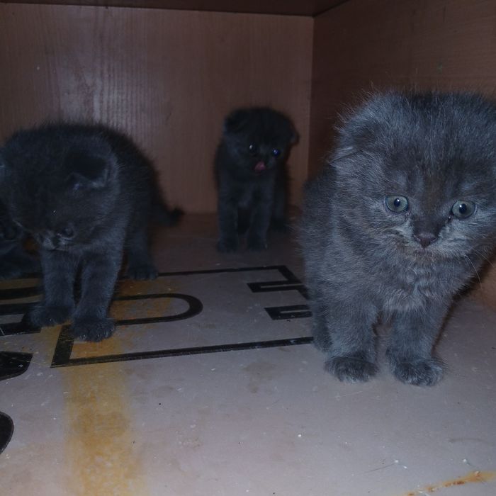 Котята веслоухие продоеться осталос 2шт