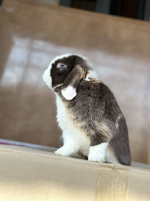 Minilop Splint – Juftlashtirish Xizmati