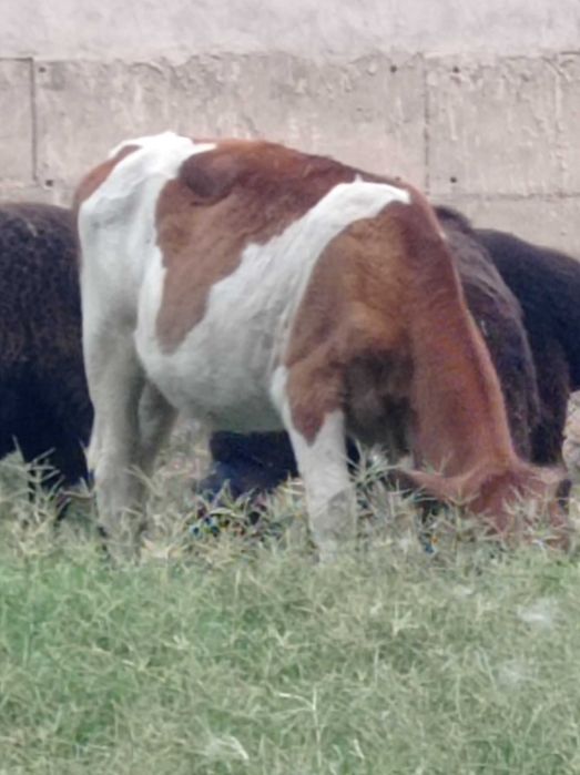 Кузичок ва бузоклар сотилади