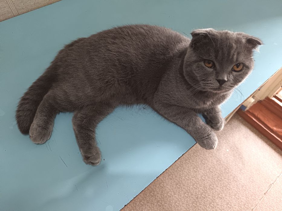 Skotish fold шотландский скоттиш фолд мальчик