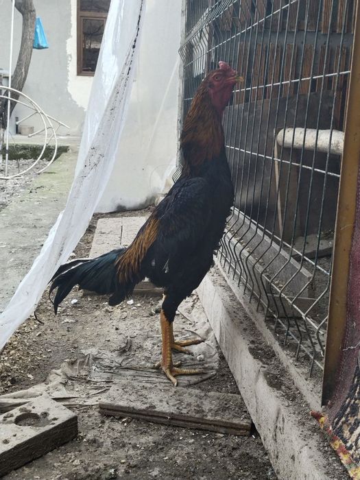 Xoʻrozlar sotiladi kareyski toza zot
