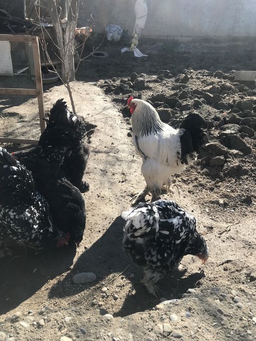 Brama mramr tuximlariga zakas olamiz