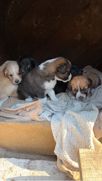 Donez catei 6 saptamani