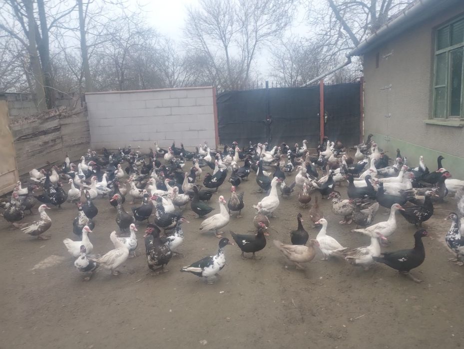 Vand Rate și rățoi