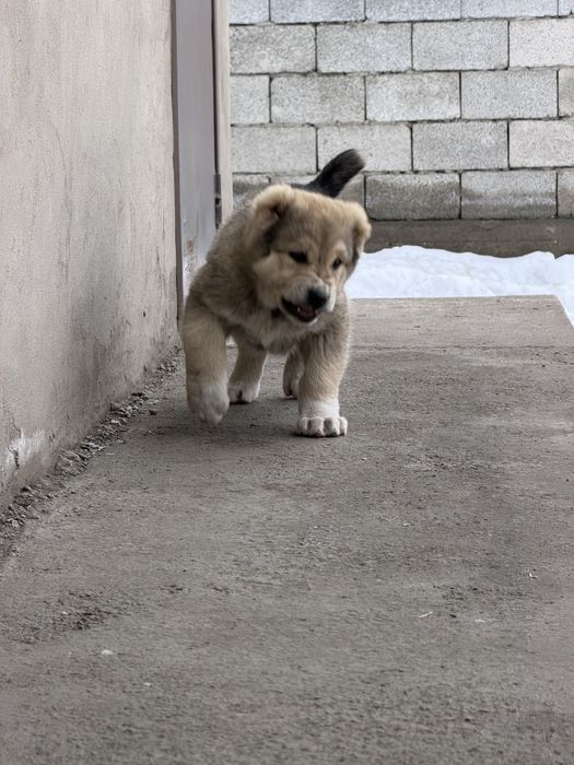 Шенок кобель хорошыйх кровей