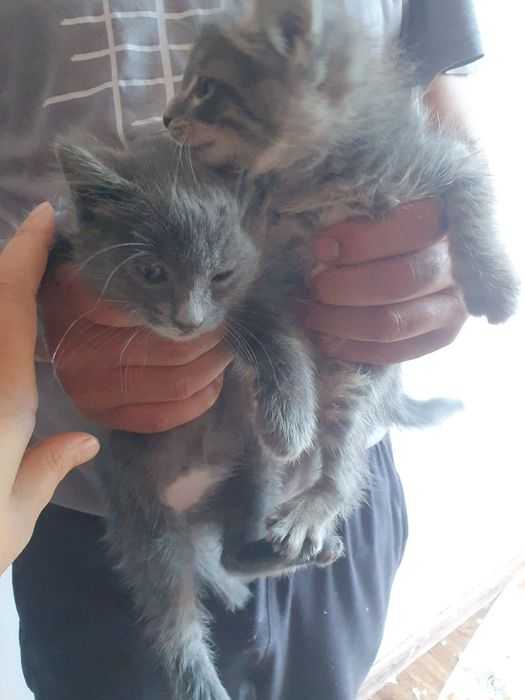 Yahshi boqadigan insonlarga hadyaga bariladi .