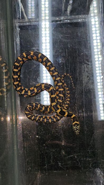 Крысиный полоз Ratsnake
