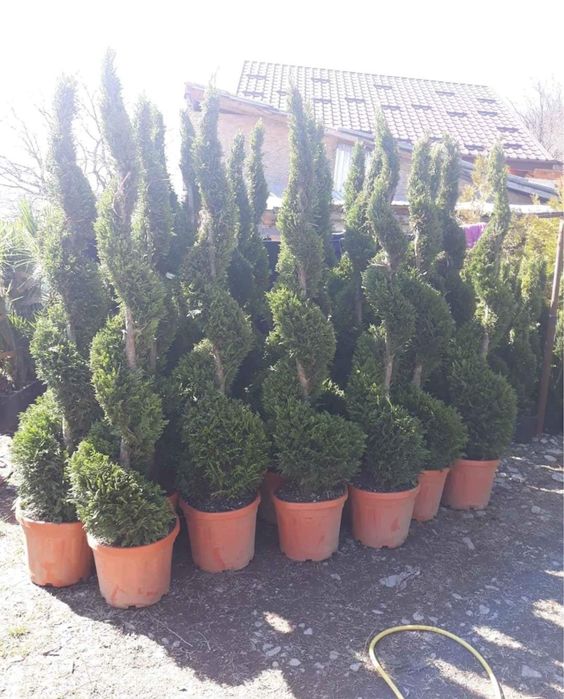 Tuia leilandii super calitate gazon rulou sport