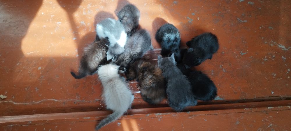 Отдам котят в добрые руки.