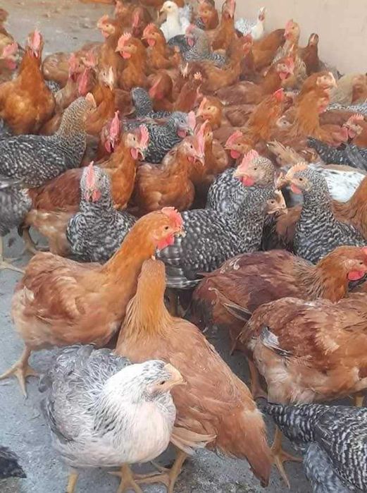 Ferma de pui vacareni