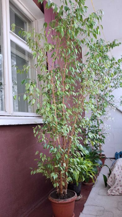 Продам фикус Бенджамина