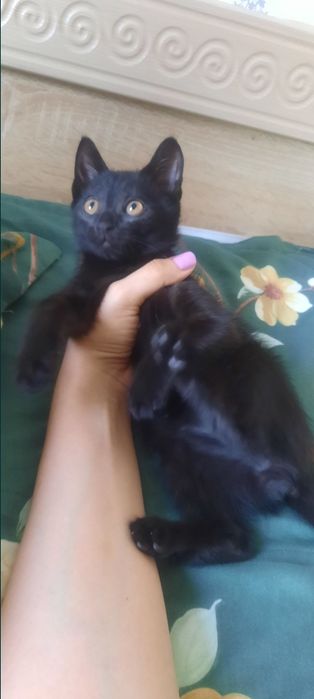 Котёнок 2-3 месяца даром