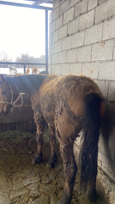 Байланған семіз құнан сатылады