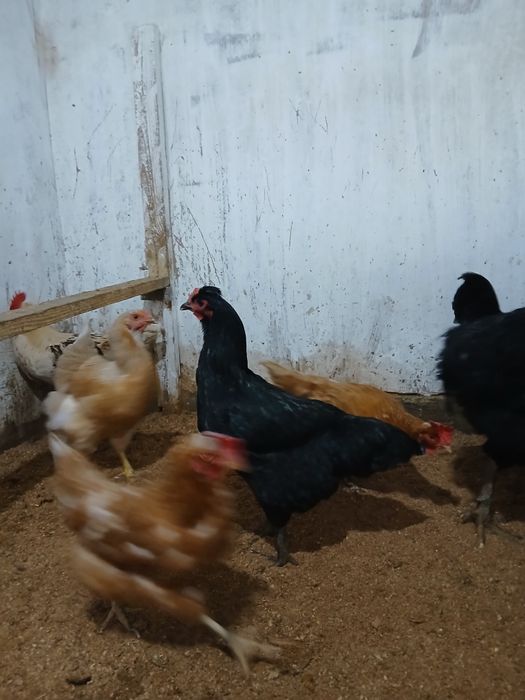 Продам куры срочно 3шт