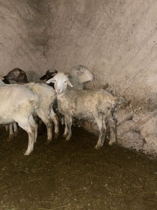 Семиз токтылар бараны