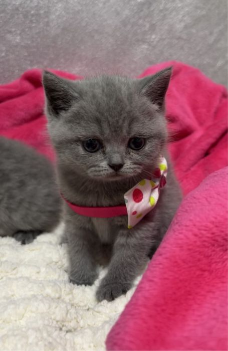 Pisică British Shorthair de 8 săptămâni, deparazitată și vaccinată