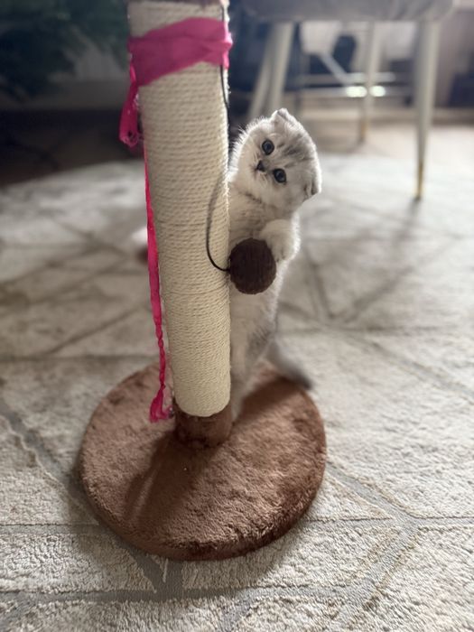 Вислоухий котенок