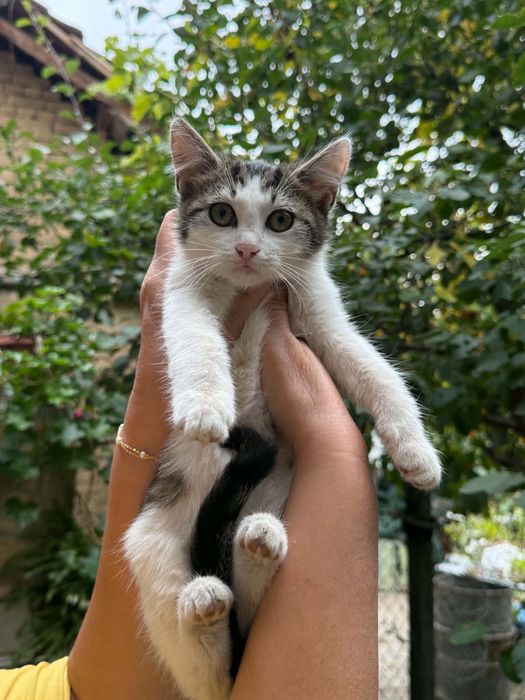 3 котенца търсят нов дом