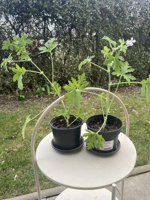 Продавам индрише