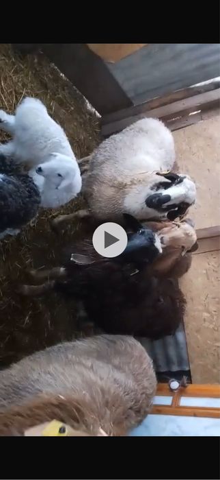 Продам овец . Самка барана