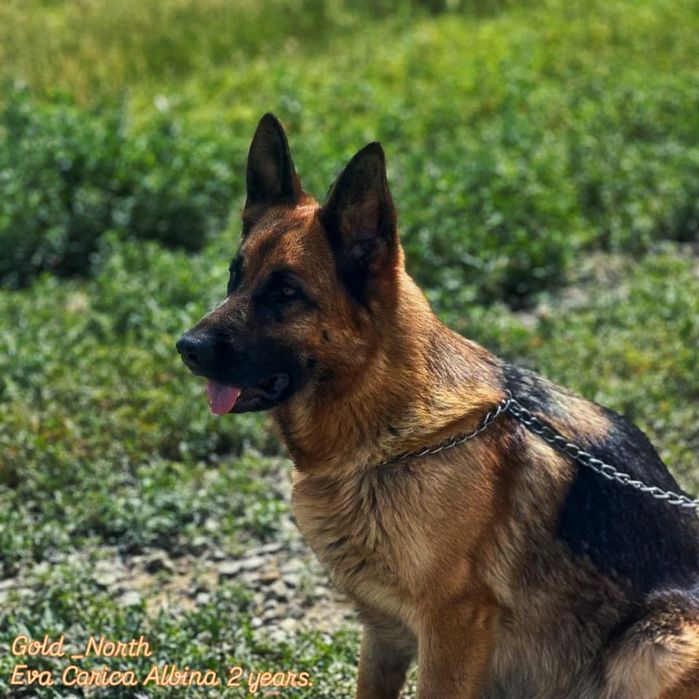 Немецка овчарка щенки