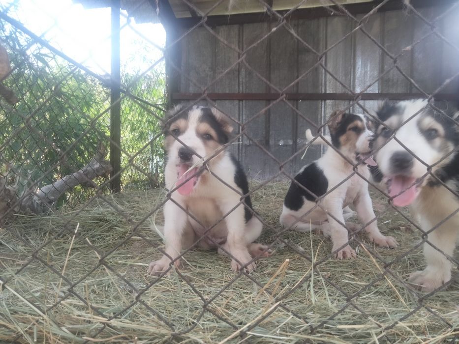 Алабай САО от 50000