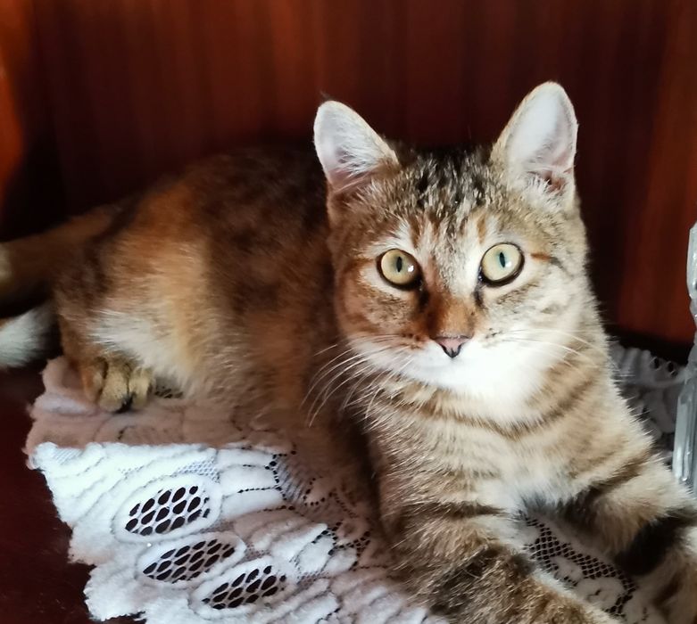 Котенок в добрые руки