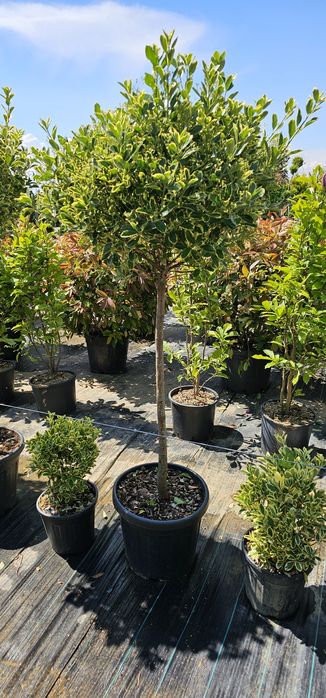 Photinia red robin- Photinia pe tija - Photinia spaliera