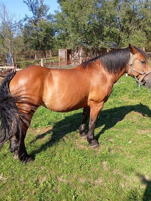 vand iapa foarte buna si ascultatoare de 8 ani