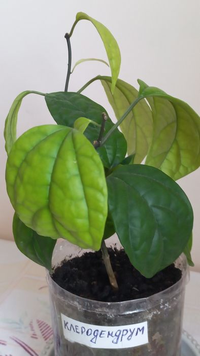 Продам Клеродендрум