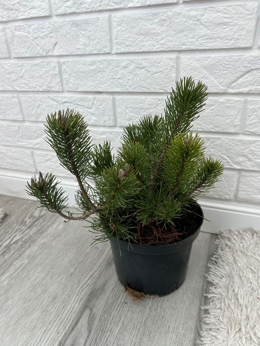 Сосна горная Пумилио