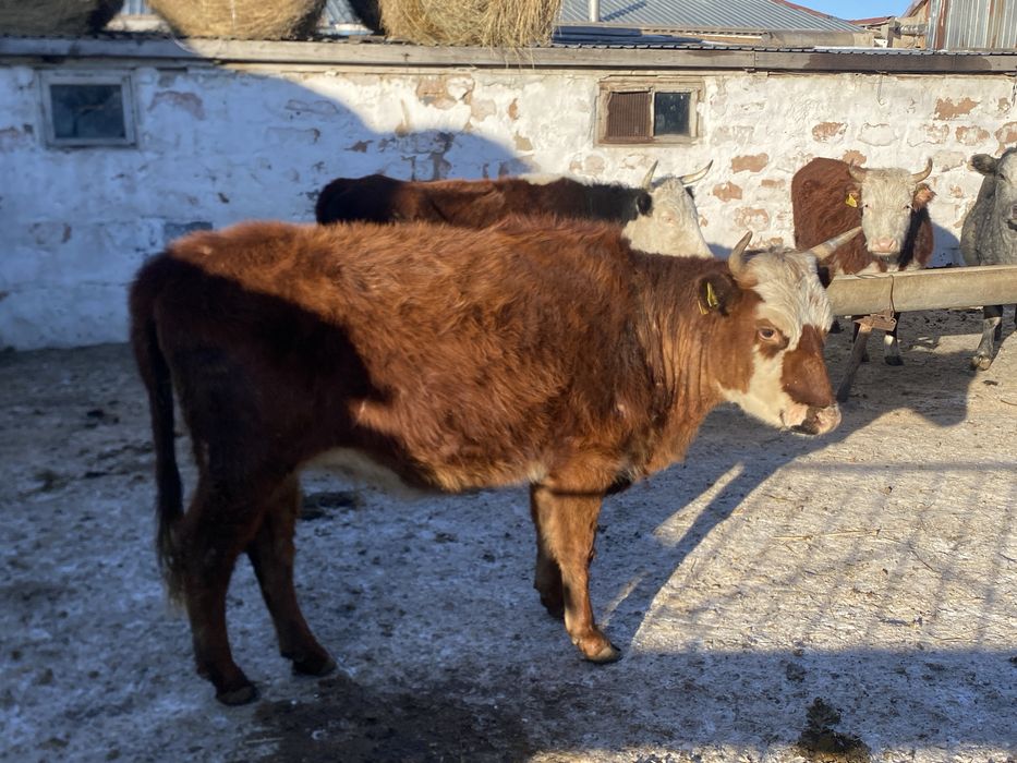 Құнажындар сатылады