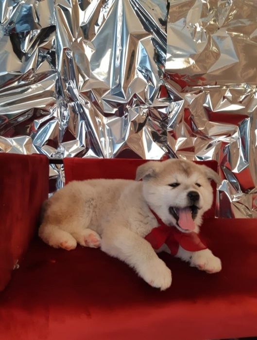 Японская акита.2