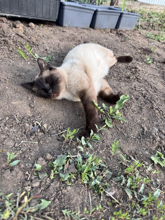 Отдам сиамскую кошку