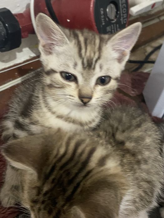 Отдам котят.