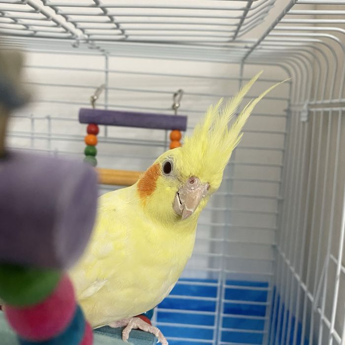 Красивая Корелла