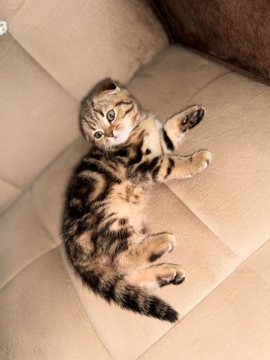 Срочно продается мальчик здоровый