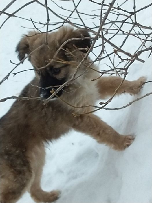 Отдам в заботливые руки щенков