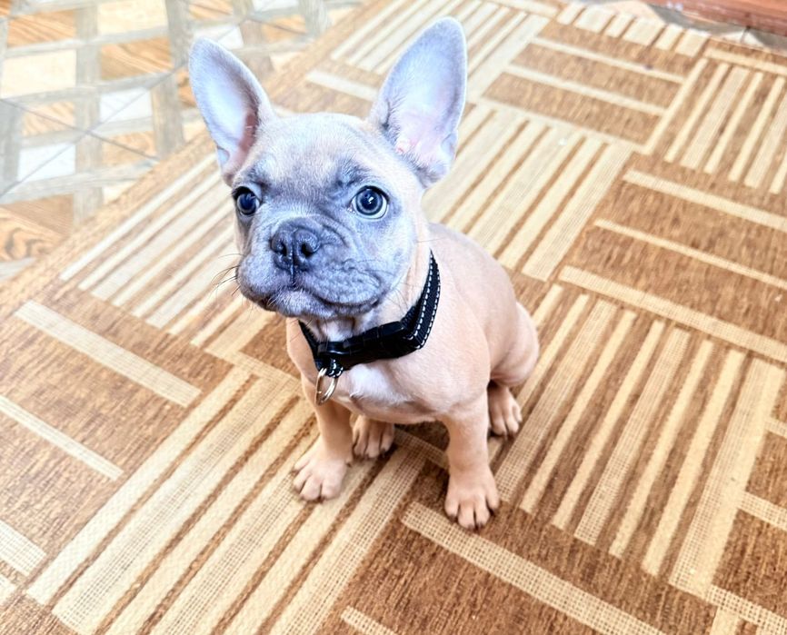 Французский бульдог палевого окраса